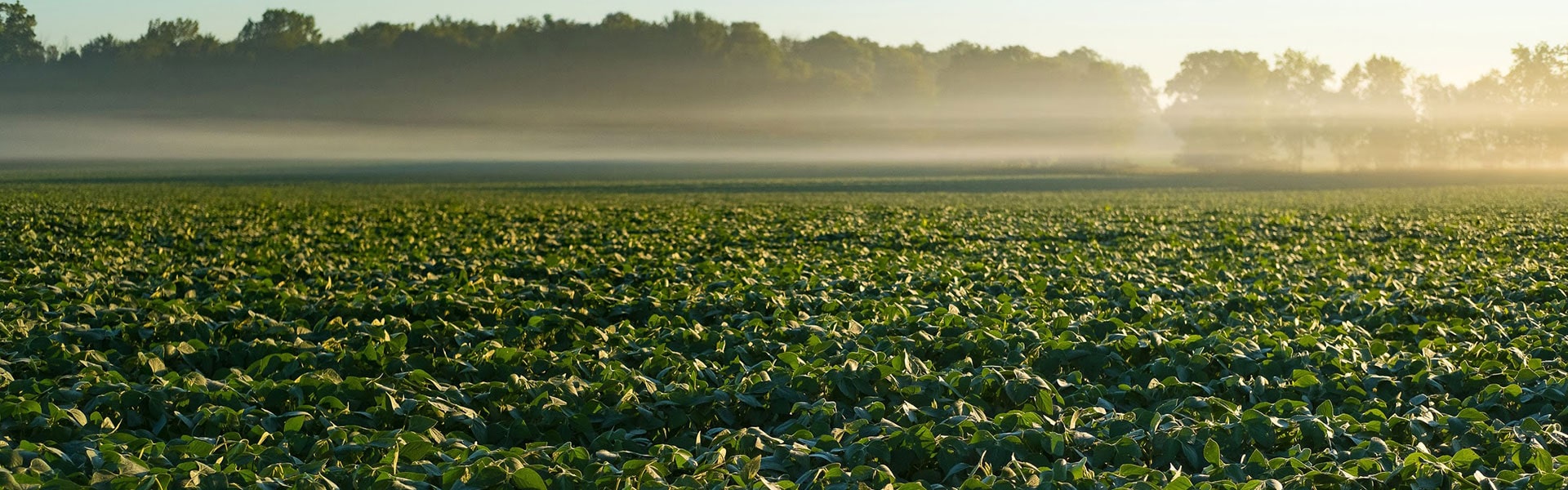 Reach Your Soybean Crop Goals