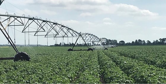 Improving yield and quality in irrigated potatoes