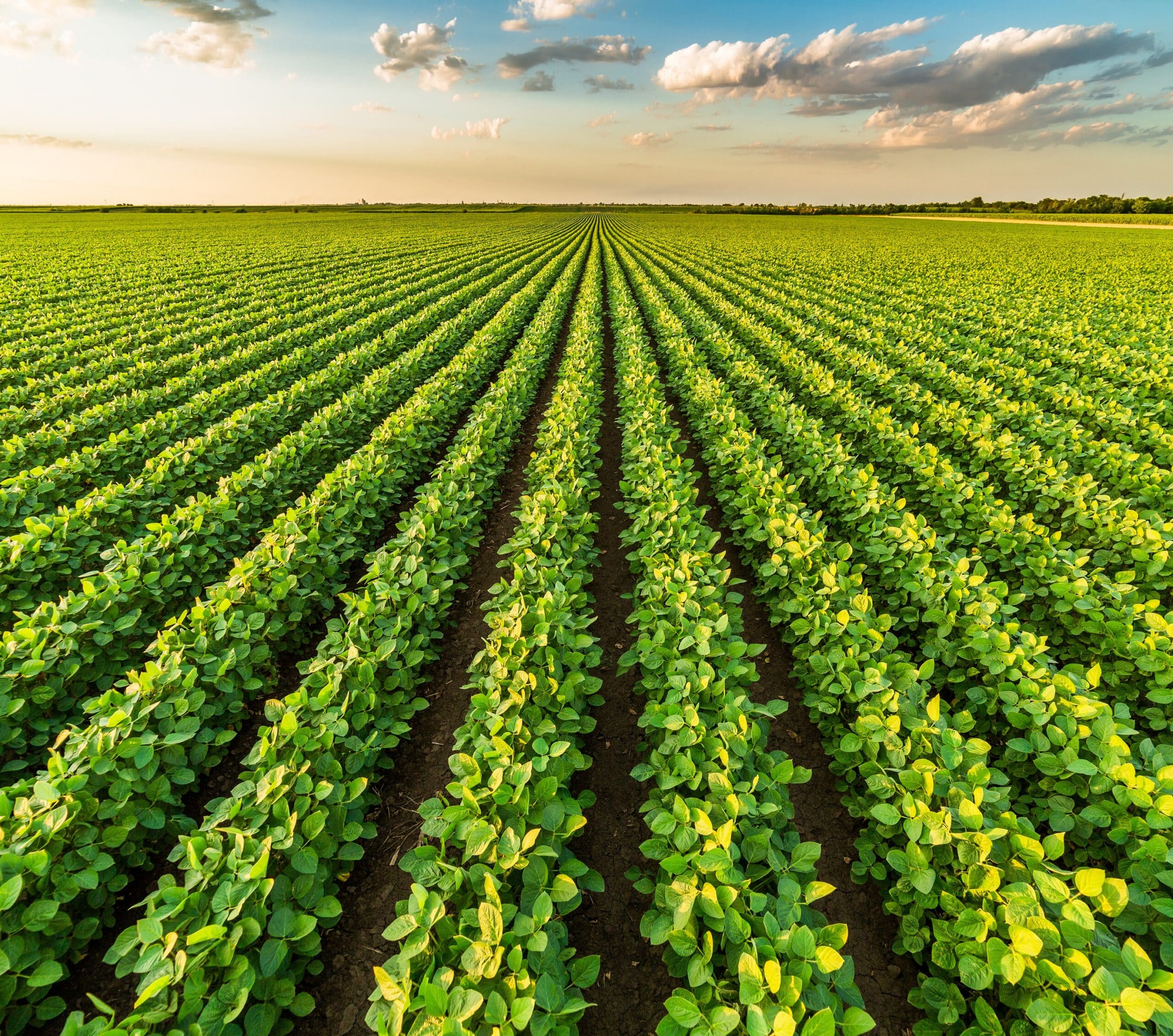 Green ripening soybean field in sunset