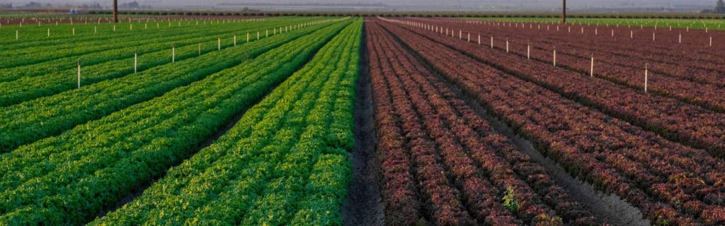 two toned crop field