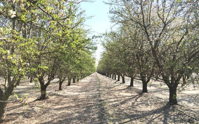almond tree fertilizer to prevent potassium deficiency