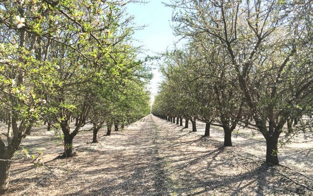 Using Almond Tree Fertilizer to Restore Potassium