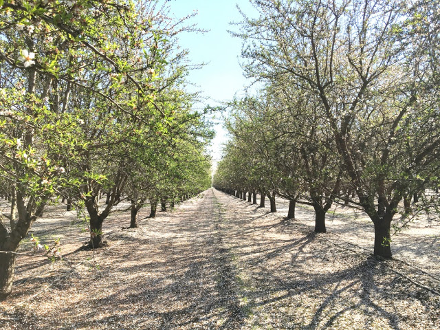 almond tree fertilizer to prevent potassium deficiency